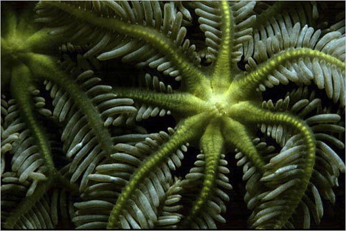 Clavularia coral polyps, Guadalcanal Island, Solomon Islands. copyright Michael McCoy