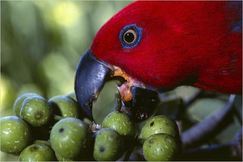 Eclectus parrot feeding on figs, Malaita Island, Solomon Islands. copyright Michael McCoy