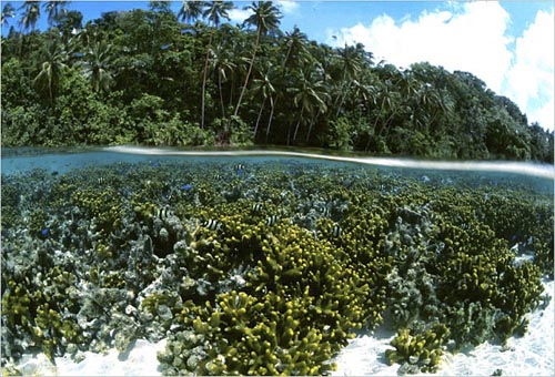 Reef and rainforest, Liapari Passage, Vella lavella Island, Solomon Islands. copyright Michael McCoy