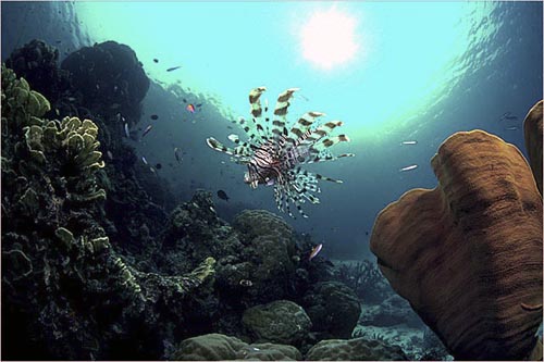 Lionfish and Elephant's ear sponge, Olasana Island, Solomon Islands. copyright Michael McCoy