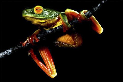 Orange-thighed tree frog, Cape Melville, Australia. copyright Michael McCoy
