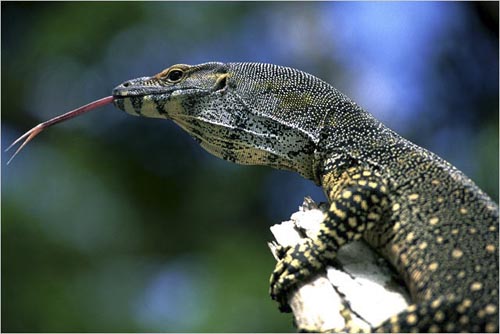 Monitor lizard, Kuranda, Australia. copyright Michael McCoy