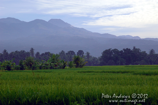 Rice fields, coconuts and Mt. Apo, the highest mountain in the Philippines at 2,954 metres (9,692 ft), viewed from the highway to Kidapawan City, Davao del Sur Province, Mindanao, Philippines. Photo copyright Peter Andrews, Outimage Australia.