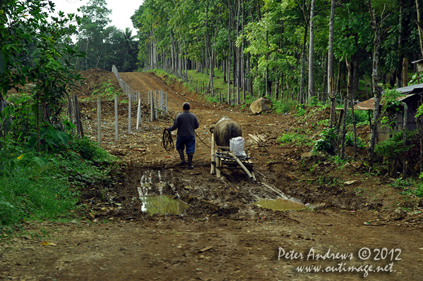 Buffalo farming in the region of Cotabato North, seen from the highway to Kidapawan City, Cotabato, Mindanao, Philippines. Photo copyright Peter Andrews, Outimage Australia.