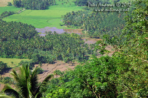 Flooded rice paddies and cocnut trees viewed from the top of a mountain pass on the President Roxas - Arakan Valley Road, Cotabato Province, Mindanao, Philippines. According to Wikipedia: “In the Philippines, the use of rice paddies can be traced to prehistoric times.” Photo copyright Peter Andrews, Outimage Australia.