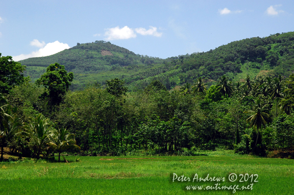 Rice paddies near Barangay, Cotabato Province, Mindanao, Philippines. Photo copyright Peter Andrews, Outimage Australia.