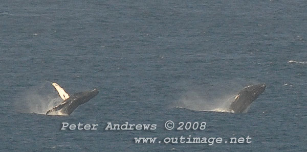The whales are on their way back to the cooler waters of the Antarctic. A mother Humpback and calf seen here off Hill 60, Port Kembla, New South Wales, Australia on Monday November 3, 2008. This pair were one of three pods seen on the day, making their way through the nearby Five Islands during their journey past the Illawarra and South Coast.