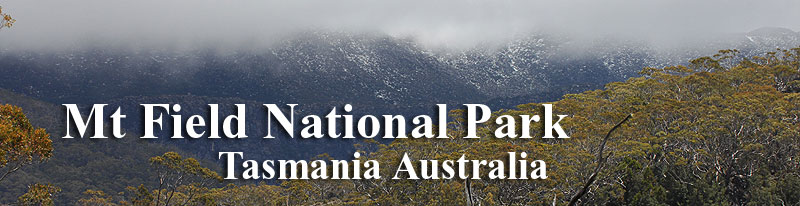 Alpine banner for Mount Field National Park, Tasmania, Australia.