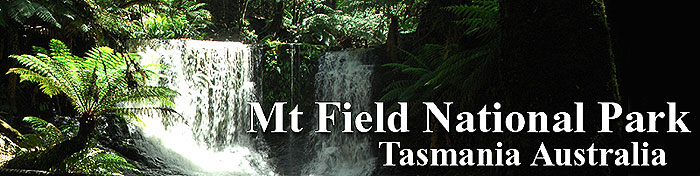 Banner for Mount Field National Park, Tasmania, Australia.