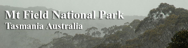 Sub-alpine banner for Mount Field National Park, Tasmania, Australia.