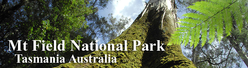 The tall trees banner, Mt Field National Park.