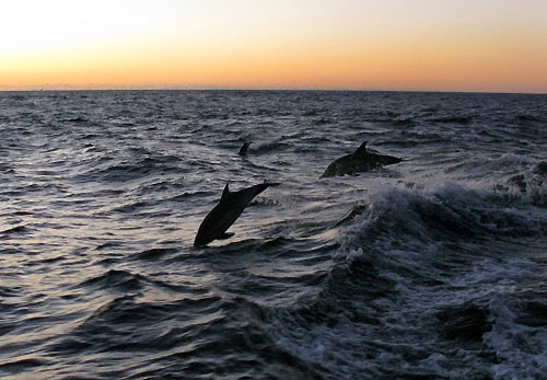 Dolphins follow Telefonica Blue back at the start of leg 2 from Cape Town, South Africa to Cochin, India. Photo copyright Gabriele Olivo / Telefonica Blue / Volvo Ocean Race.