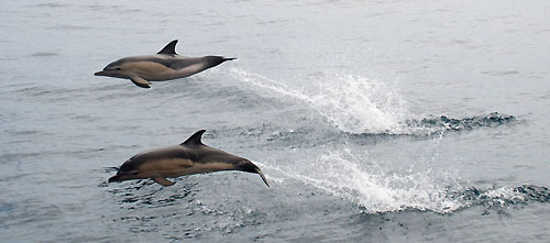 A pair of dolphins from onboard PUMA Ocean Racing, on leg 7 from Boston to Galway. Photo copyright Rick Deppe / PUMA Ocean Racing / Volvo Ocean Race