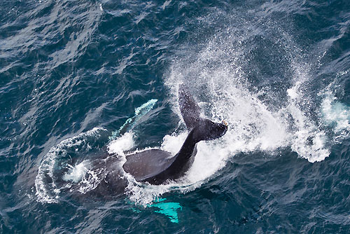Whales near Tasman Island, during the Rolex Sydney Hobart 2010, Australia. Photo copyright Carlo Borlenghi, Rolex.