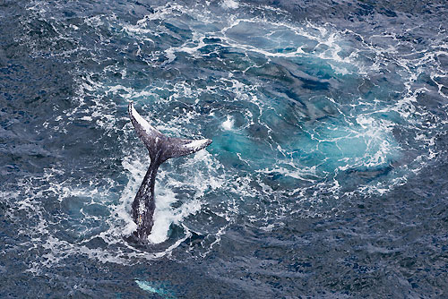 Whales near Tasman Island, during the Rolex Sydney Hobart 2010, Australia. Photo copyright Carlo Borlenghi, Rolex.