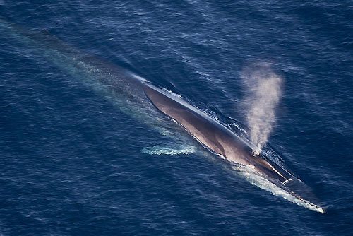 A huge Blue Whale cruising the Mediterranean seen by Carlo while photographing the Giraglia Rolex Cup 2011, Saint-Tropez, France. Photo copyright Rolex and Carlo Borlenghi.